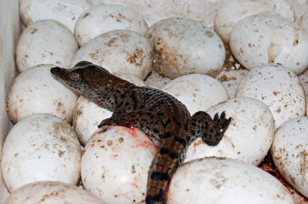 hatchling krokodil - american aligator hatched bildbanksfoton och bilder