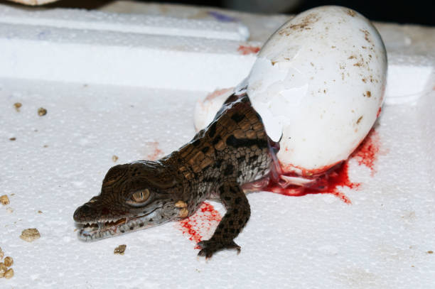 hatchling krokodil - american aligator hatched bildbanksfoton och bilder