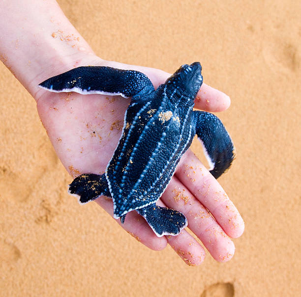 Hatchling Leatherback on hand of the child stock photo