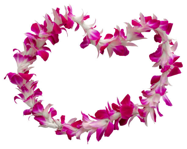 Hawaii Lei On A White Background Isolated Hawaiian Welcome Lei Necklace On A White Background hawaiian culture stock pictures, royalty-free photos & images
