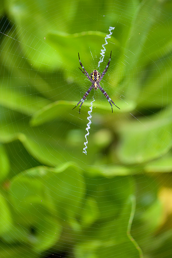 Hawaiian Garden Spider Argiope Appensa Stock Photo Download