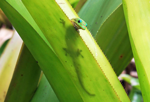 Hawaiian Gecko stock photo