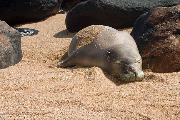 Hawaiian Monk Seal Sleeping stock photo