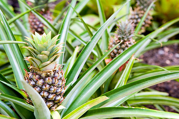 Hawaiian Pineapples stock photo