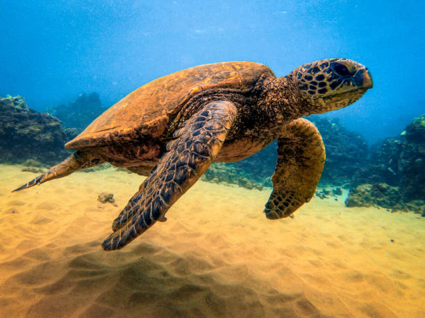 1,003 Hawaiian Green Sea Turtle Stock Photos, Pictures & Royalty 