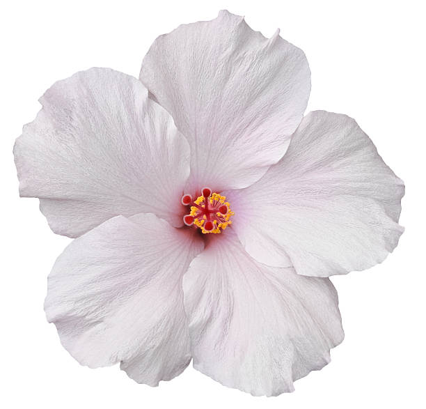 Hawaiian White Hibiscus isolated Delicate, white hibiscus flower found on the Big Island of Hawaii. Isolated on white makes for easy clipping path. neicebird stock pictures, royalty-free photos & images