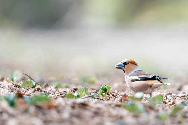 Hawfinch on the forest floor in the Netherlands stock photo