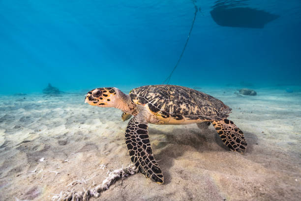 Hawksbill Sea Turtle at the coral reef in the Caribbean Sea around Curacao stock photo