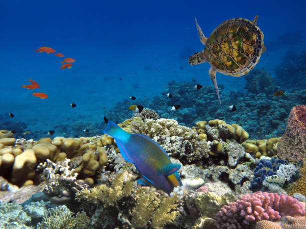 Hawksbill Sea Turtle underwater. Red Sea stock photo