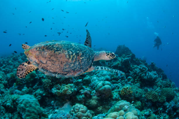 Hawksbill Turtle and Scuba Diver in Palau stock photo