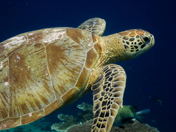 Hawksbill turtle swimming in a clear blue sea stock photo