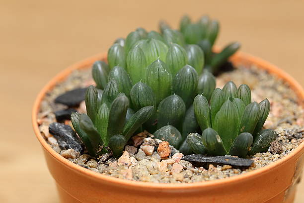 haworthia cooperi cactus in a pot close up of  haworthia cooperi cactus in a pot haworthia stock pictures, royalty-free photos & images