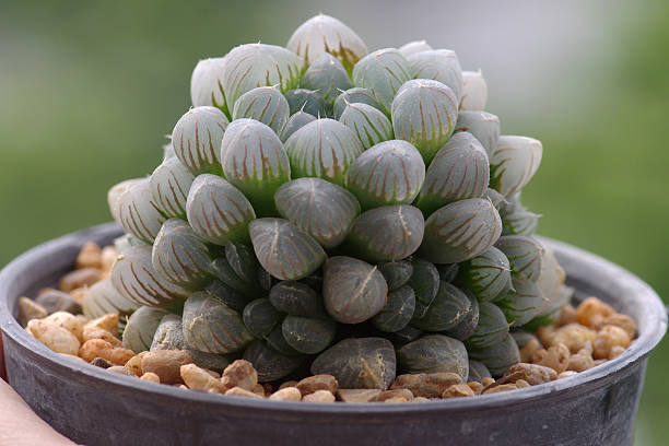 Haworthia cooperi Haworthia cooperi haworthia stock pictures, royalty-free photos & images