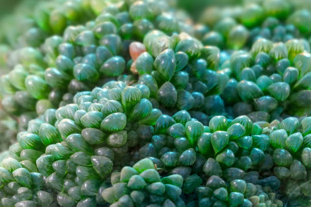 Haworthia cooperi, succulent plant Close up of Haworthia cooperi, succulent plant haworthia stock pictures, royalty-free photos & images