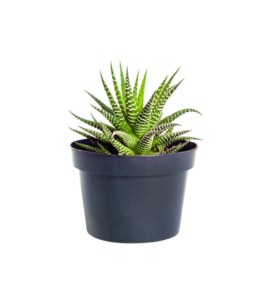Haworthia plant in pot isolated on white background with clipping path Haworthia plant (Haworthiopsis fasciata) in plastic pot isolated on white background with clipping path haworthia stock pictures, royalty-free photos & images