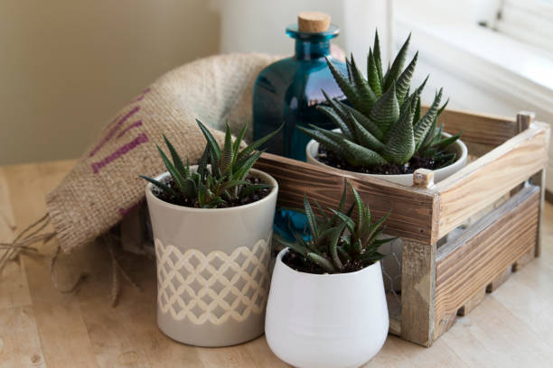Haworthia Plants in Pots Decor Three Haworthia plants in different pots on a wooden table. haworthia stock pictures, royalty-free photos & images