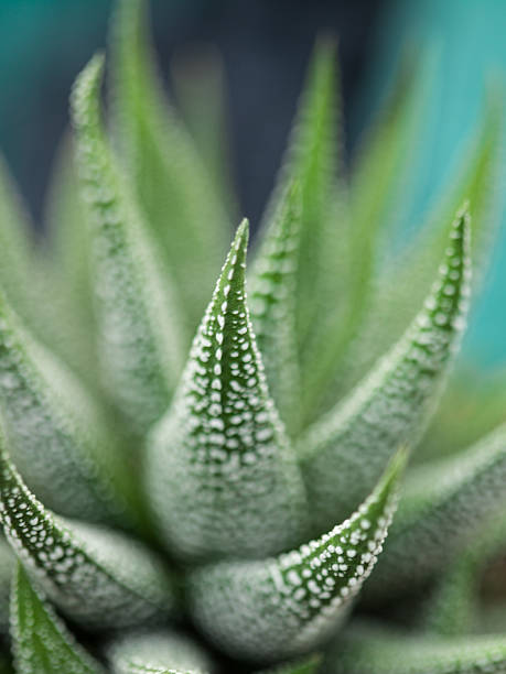 Haworthia succulent plant Natural light selective focus photo of a succulent perennial known as Haworthia haworthia stock pictures, royalty-free photos & images