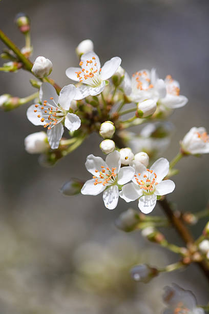 Hawthorn blossom stock photo