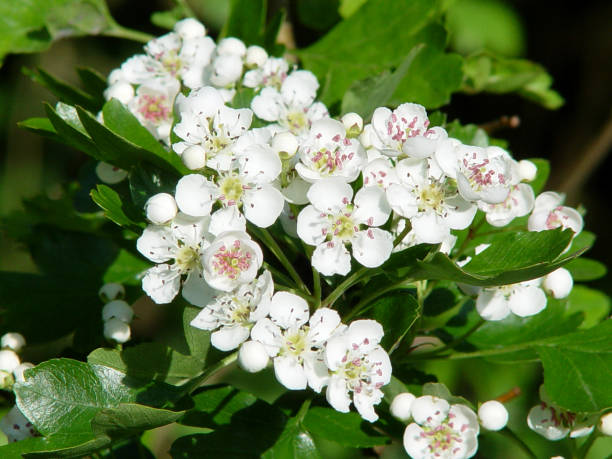 Hawthorn (Crataegus monogyna) in bloom Hawthorn white flowers and green leaves. crataegus stock pictures, royalty-free photos & images