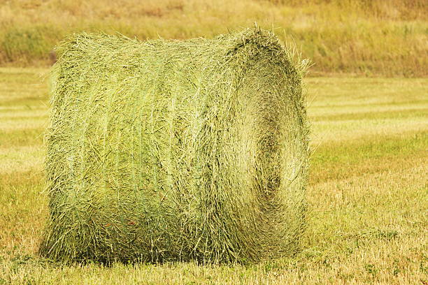 Hay Bale Crop Farm Agriculture Hay bale agricultural crop rolled and tied in farm field. future farmers of america stock pictures, royalty-free photos & images