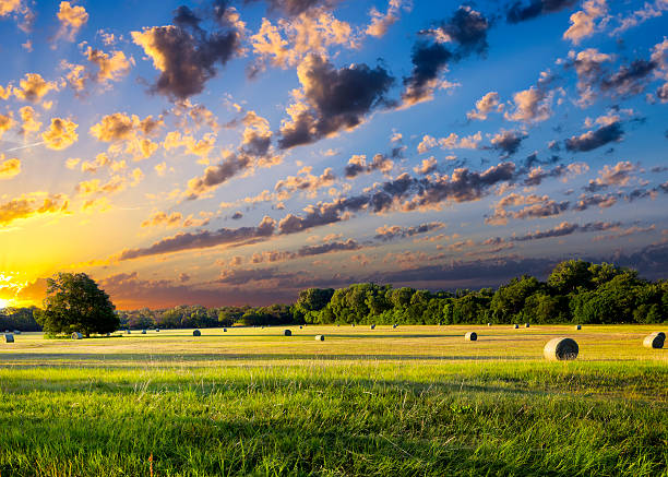 Hay Bales at Sunrise Tranquil Texas meadow at sunrise with hay bales strewn across the landscape hay stock pictures, royalty-free photos & images