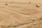 istock Hay bales in the empty field, above view 1413972345
