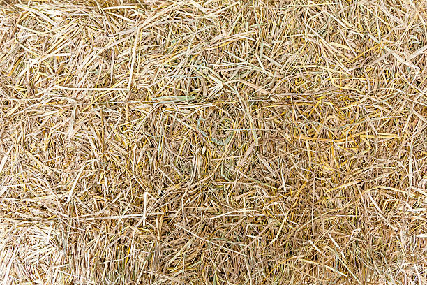 Hay on ground. Texture of hay on ground. hay stock pictures, royalty-free photos & images