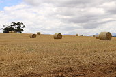 istock Hay rolls in the fields near Caledon in the Western Cape 1361914946