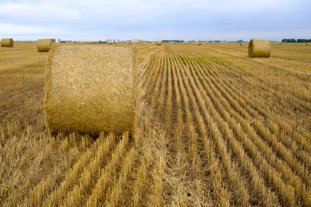 Hay rolls on the yellow field in autumn harvest season. stock photo
