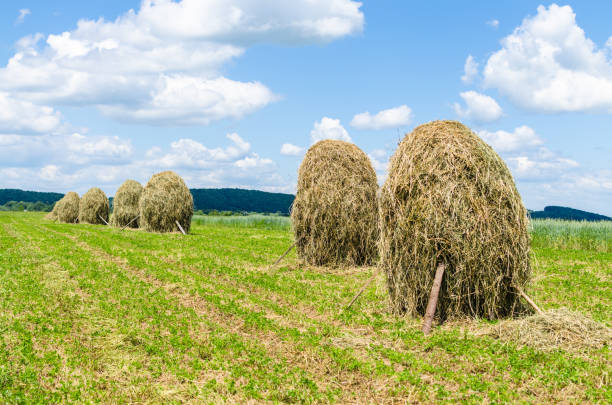 Hay stacks on farmland  in Ukraine against the blue sky. stock photo
