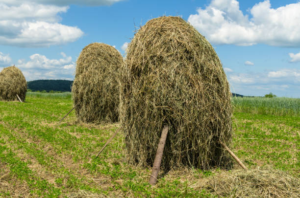 Hay stacks on farmland  in Ukraine against the blue sky. stock photo