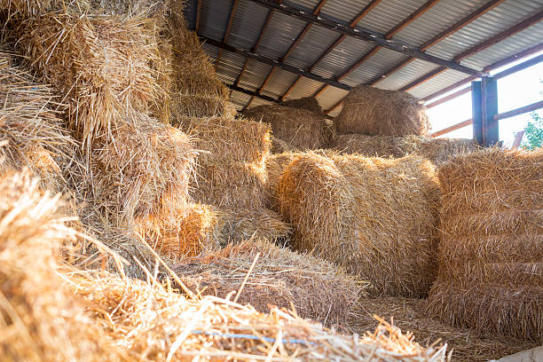 Hay stacks storage at farm haylof Hay stacks and bales at farm haylof hangar storage hay stock pictures, royalty-free photos & images