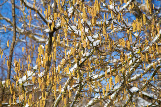 Hazelnut bush in winter stock photo