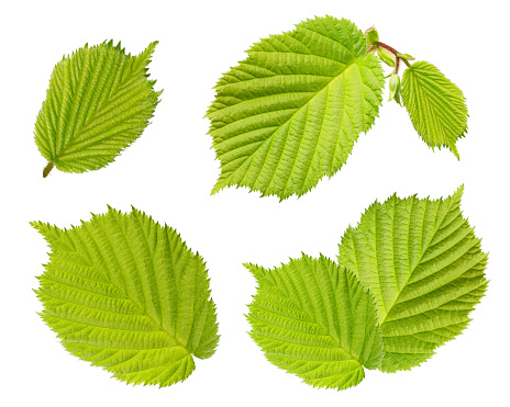 Hazelnut Leaves Isolated On White Background Stock Photo - Download Image  Now - Hazelnut, Leaf, Hazel Tree - iStock