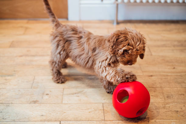 He Loves to Play! A young brown cockapoo playing with his red dog toy on wooden flooring. cockapoo stock pictures, royalty-free photos & images