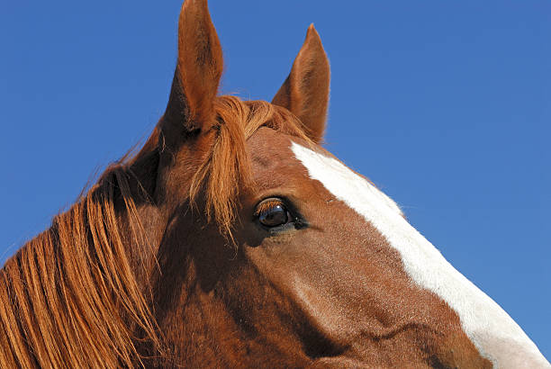 Head and Ears of Horse at Attention stock photo
