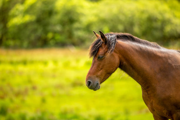 Head and neck of a brown connemara pony surrounded by green vegetation Head and neck of a brown connemara pony surrounded by green vegetation with a blurred background, sunny spring day in Ireland connemara stock pictures, royalty-free photos & images