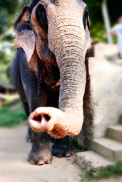 Head and trunk of an elephant stock photo