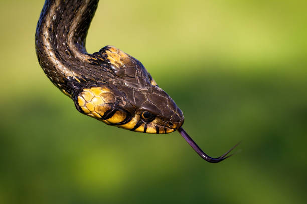 Head of a grass snake flicking its forked tongue in summer from above Head of a grass snake, natrix natrix, flicking its forked tongue in summer nature from above. Portrait of reptile on a green meadow with blurred background. snake with its tongue out stock pictures, royalty-free photos & images
