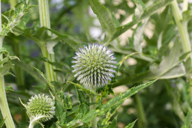 Head of an ornamental thistle (focus middle) stock photo