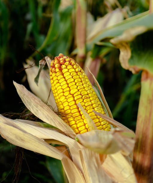 head of corn, half peeled, on the trunk of a plant stock photo