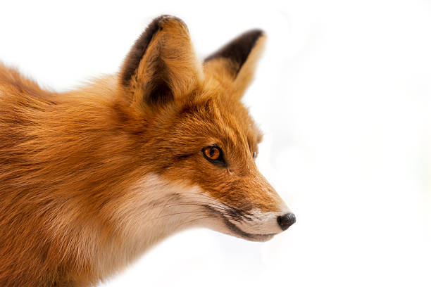 Head of Red Fox Isolated on White stock photo