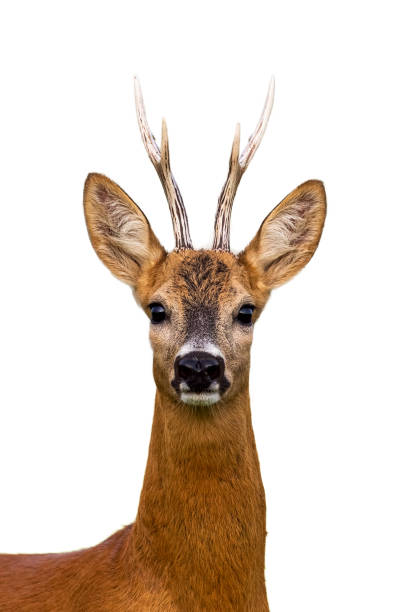 head-of-roe-deer-buck-isolated-on-white-picture-id1137981732