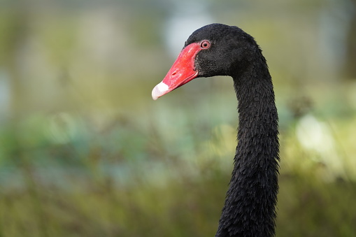 Head portrait of a black swan with a green background