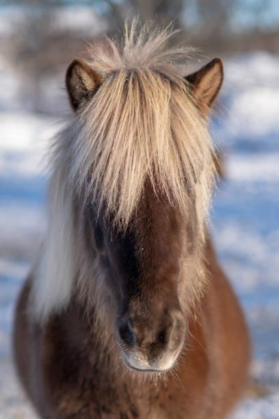 het portret van het hoofd van een donkerbruin ijslands paard met witte manen - ijslandse paarden stockfoto's en -beelden
