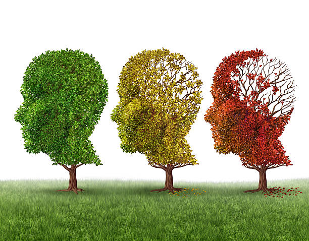 Head shaped trees in fall progression. Memory loss concept Memory loss and brain aging due to dementia and alzheimer's disease as a medical icon of a group of color changing autumn fall trees shaped as a human head losing leaves as intelligence function on a white background. memory loss pics stock pictures, royalty-free photos & images
