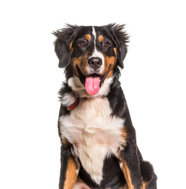 Head shot of a Young Bernese mountain dog panting, Mouth open, isolated on white stock photo