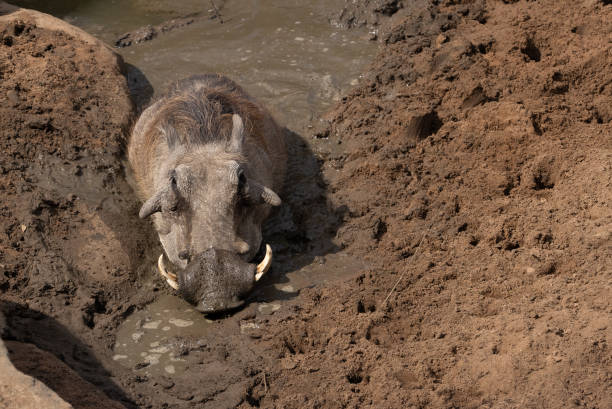 Head toward camera of a  muddy warthog stock photo