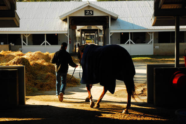på väg tillbaka till stallet - working stable horses bildbanksfoton och bilder