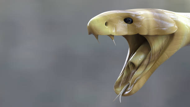 Headshot of Albino King Cobra Snake. Headshot of Albino King Cobra Snake open mouth isolated on grey background with clipping path. 3D Rendering. snake with its tongue out stock pictures, royalty-free photos & images